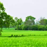 Lush green farmland scene West of Bickerton