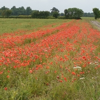 Field of Poppies, West of Bickerton