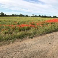 Field of poppies at the end of Main Street Bickerton